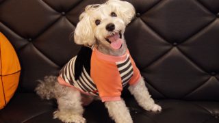 犬服 ペット服のOEM生産 | 株式会社アクトシス